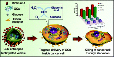 Graphical abstract: Glucose oxidase mediated targeted cancer-starving therapy by biotinylated self-assembled vesicles