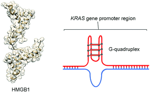 Graphical abstract: HMGB1 binds to the KRAS promoter G-quadruplex: a new player in oncogene transcriptional regulation?
