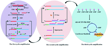 Graphical abstract: Label-free and high-throughput bioluminescence detection of uracil-DNA glycosylase in cancer cells through tricyclic cascade signal amplification