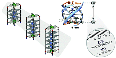 Graphical abstract: Di-copper(ii) DNA G-quadruplexes as EPR distance rulers