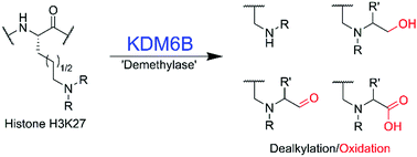 Graphical abstract: Human histone demethylase KDM6B can catalyse sequential oxidations
