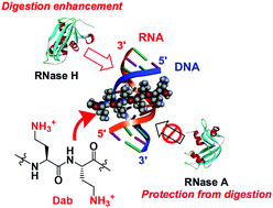 Graphical abstract: Enhancement in RNase H activity of a DNA/RNA hybrid duplex using artificial cationic oligopeptides