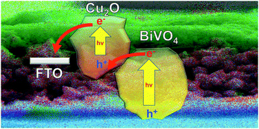 Graphical abstract: Wavelength dependent photochemical charge transfer at the Cu2O–BiVO4 particle interface – evidence for tandem excitation