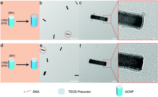 Graphical abstract: DNA-mediated anisotropic silica coating of upconversion nanoparticles