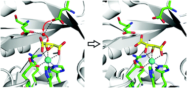 Graphical abstract: Structural insight into the catalytic mechanism of a cis-epoxysuccinate hydrolase producing enantiomerically pure d(−)-tartaric acid
