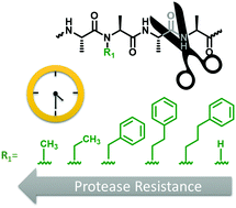 Graphical abstract: Tuning of protease resistance in oligopeptides through N-alkylation