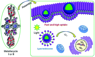 Graphical abstract: 2D amphiphilic organoplatinum(ii) metallacycles: their syntheses, self-assembly in water and potential application in photodynamic therapy