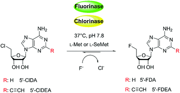 Graphical abstract: A coupled chlorinase–fluorinase system with a high efficiency of trans-halogenation and a shared substrate tolerance