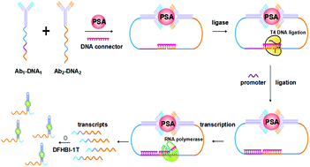 Graphical abstract: Light-up RNA aptamer enabled label-free protein detection via a proximity induced transcription assay