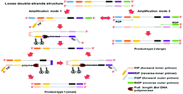 Graphical abstract: A novel exonuclease-assisted isothermal nucleic acid amplification with ultrahigh specificity mediated by full-length Bst DNA polymerase
