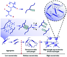 Graphical abstract: Poly(N-acryloyl glycinamide): a fascinating polymer that exhibits a range of properties from UCST to high-strength hydrogels