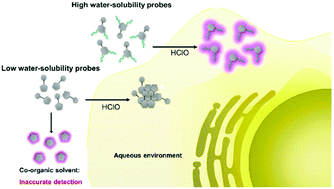 Graphical abstract: Water solubility is essential for fluorescent probes to image hypochlorous acid in live cells