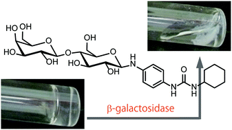 Graphical abstract: Enzymatic hydrolysis-induced degradation of a lactose-coupled supramolecular hydrogel