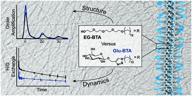 Graphical abstract: Impact of the water-compatible periphery on the dynamic and structural properties of benzene-1,3,5-tricarboxamide based amphiphiles
