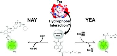 Graphical abstract: Modulating the GSH/Trx selectivity of a fluorogenic disulfide-based thiol sensor to reveal diminished GSH levels under ER stress