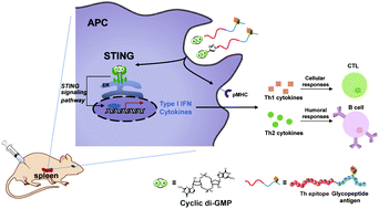 Graphical abstract: Targeting STING with cyclic di-GMP greatly augmented immune responses of glycopeptide cancer vaccines