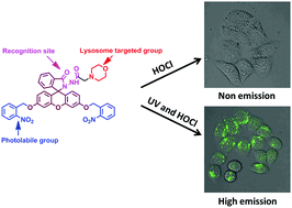Graphical abstract: A photocaged fluorescent probe for imaging hypochlorous acid in lysosomes