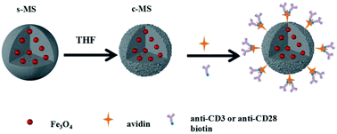 Graphical abstract: Facile synthesis of polylactide coarse microspheres as artificial antigen-presenting cells