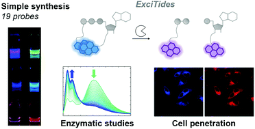 Graphical abstract: ExciTides: NTP-derived probes for monitoring pyrophosphatase activity based on excimer-to-monomer transitions