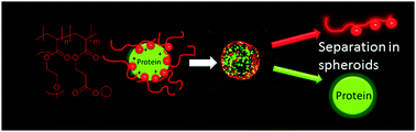 Graphical abstract: Light-sheet microscopy as a tool to understanding the behaviour of Polyion complex micelles for drug delivery