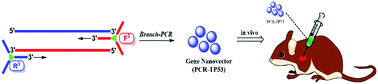 Graphical abstract: Branch-PCR constructed TP53 gene nanovector for potential cancer therapy