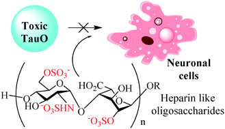 Graphical abstract: Binding and neurotoxicity mitigation of toxic tau oligomers by synthetic heparin like oligosaccharides