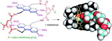 Graphical abstract: Maltodextrin recognition by a macrocyclic synthetic lectin