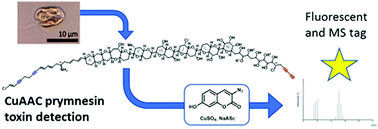 Graphical abstract: CuAAC click chemistry for the enhanced detection of novel alkyne-based natural product toxins