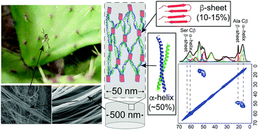 Graphical abstract: Spider prey-wrapping silk is an α-helical coiled-coil/β-sheet hybrid nanofiber
