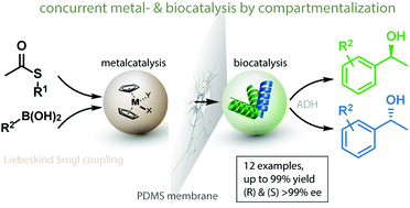 Graphical abstract: Biocompatible metal-assisted C–C cross-coupling combined with biocatalytic chiral reductions in a concurrent tandem cascade