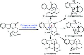 Graphical abstract: Concise syntheses of eburnane indole alkaloids