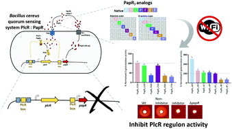 Graphical abstract: Turning off Bacillus cereus quorum sensing system with peptidic analogs