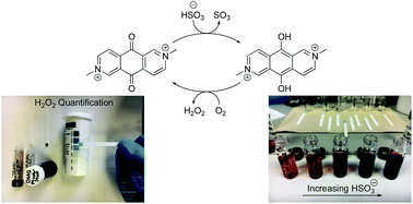 Graphical abstract: Hydrogen peroxide production via a redox reaction of N,N′-dimethyl-2,6-diaza-9,10-anthraquinonediium by addition of bisulfite