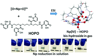 Graphical abstract: Reductive activation of neptunyl and plutonyl oxo species with a hydroxypyridinone chelating ligand