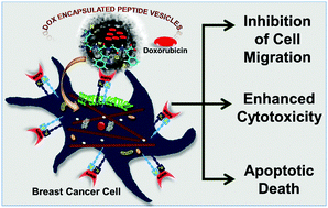 Graphical abstract: Matrix metalloproteinase targeted peptide vesicles for delivering anticancer drugs