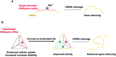 Graphical abstract: Tetrahedral DNAzymes for enhanced intracellular gene-silencing activity