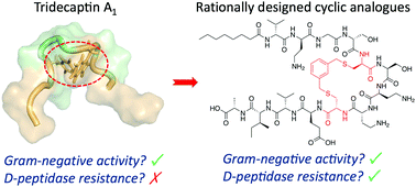 Graphical abstract: Rational design of new cyclic analogues of the antimicrobial lipopeptide tridecaptin A1