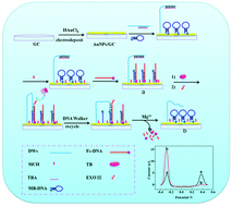 Graphical abstract: A new electrochemical aptasensor for sensitive assay of a protein based on the dual-signaling electrochemical ratiometric method and DNA walker strategy