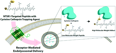 Graphical abstract: Increasing time on target: utilization of inhibitors of cysteine cathepsins to enhance the tumor retention of receptor-targeted agents