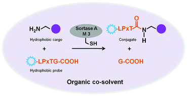 Graphical abstract: Directed sortase A evolution for efficient site-specific bioconjugations in organic co-solvents