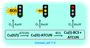 Graphical abstract: Low catalytic activity of the Cu(ii)-binding motif (Xxx-Zzz-His; ATCUN) in reactive oxygen species production and inhibition by the Cu(i)-chelator BCS