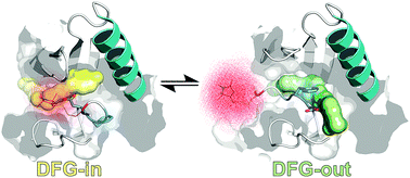 Graphical abstract: Direct monitoring of the conformational equilibria of the activation loop in the mitogen-activated protein kinase p38α