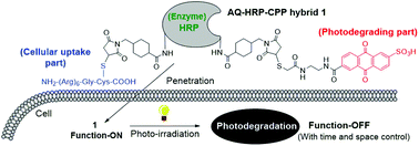 Graphical abstract: An anthraquinone–enzyme–peptide hybrid as a photo-switchable enzyme