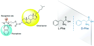 Graphical abstract: A naphthoimidazolium-cholesterol derivative as a ratiometric fluorescence based chemosensor for the chiral recognition of carboxylates