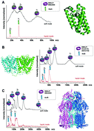 Graphical abstract: Native mass spectrometry goes more native: investigation of membrane protein complexes directly from SMALPs