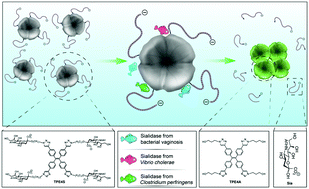 Graphical abstract: A tetravalent sialic acid-coated tetraphenylethene luminogen with aggregation-induced emission characteristics: design, synthesis and application for sialidase activity assay, high-throughput screening of sialidase inhibitors and diagnosis of bacterial vaginosis