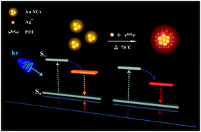 Graphical abstract: Modulation of the optical color of Au nanoclusters and its application in ratiometric photoluminescence detection