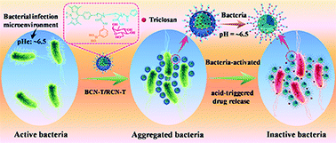 Graphical abstract: Therapeutic nanoplatforms with bacteria-specific activation for directional transport of antibiotics