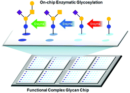 Graphical abstract: On-chip biosynthesis of GM1 pentasaccharide-related complex glycans