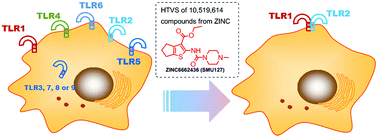 Graphical abstract: Structure-based discovery of a specific TLR1–TLR2 small molecule agonist from the ZINC drug library database